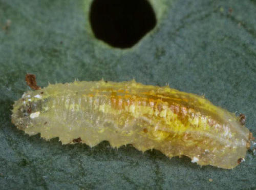 Flower fly larva.